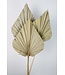 Natural Palm Spear Gigante | Length ± 50 centimetres | Per 3 stems