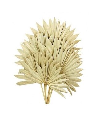 Casa Alegria Naturelle Palm Sun takken | Lengte ± 55 centimeter | Per 5 takken