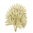 Natural Palm Sun branches | Length ± 55 centimetres | Per 5 branches