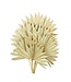 Naturelle Palm Sun branches | Longueur ± 55 centimètres | Par 5 branches