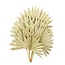 Natural Palm Sun branches | Length ± 55 centimetres | Per 5 branches