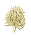 Naturelle Palm Sun branches | Longueur ± 55 centimètres | Par 5 branches