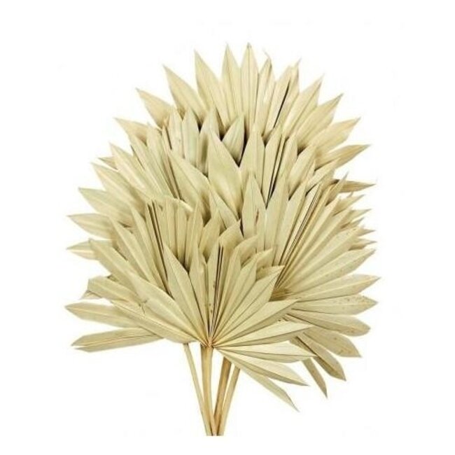 Naturelle Palm Sun branches | Longueur ± 55 centimètres | Par 5 branches