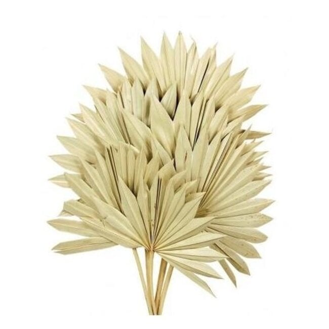 Natural Palm Sun branches | Length ± 55 centimetres | Per 5 branches