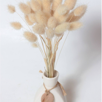 Dutch Dried Lagurus Ovatus séchées naturelles pour bébé | Longueur ± 30 centimètres | Poids ± 55 grammes