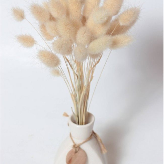 Naturelle baby Lagurus Ovatus droogbloemen | Lengte ± 30 centimeter | Gewicht ± 55 gram