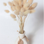 Natural baby Lagurus Ovatus dried flowers | Length ± 30 centimetres | Weight ± 55 grams