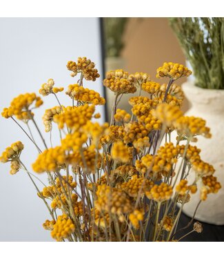 Dutch Dried Natural yellow Lonas Aanua dried flowers | Length ± 50 centimetres | Weight ± 100 grams
