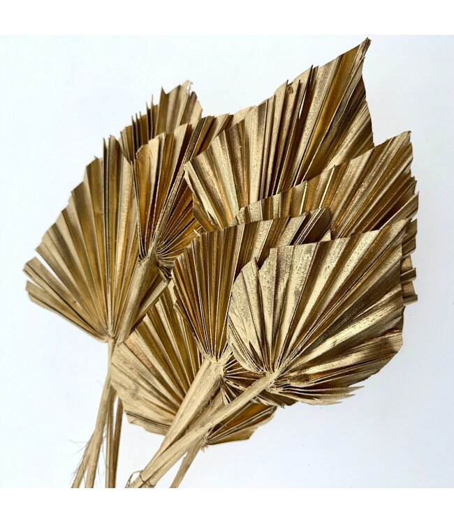 Gold-coloured dried Palm Spear | Length ± 45 centimetres | Per 5 stems