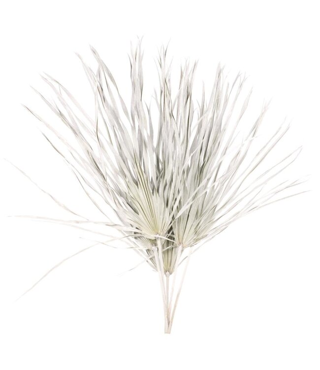 Palmier séché White Misty | Longueur ± 65 centimètres | Par 5 branches