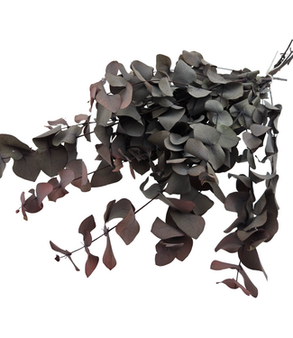 Dutch Dried Eucalyptus Cinerea Rouge | Préservé |  | Longueur ± 50 centimètres | Poids ± 150 grammes