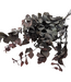 Eucalyptus Cinerea Rouge | Préservé |  | Longueur ± 50 centimètres | Poids ± 150 grammes