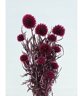 Casa Alegria Fuchsia Echinops gepreserveerde bloemen | Lengte ± 65 centimeter | Gewicht ± 350 gram