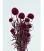 Fleurs préservées Fuchsia Echinops | Longueur ± 65 centimètres | Poids ± 350 grammes
