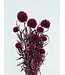 Fuchsia Echinops konservierte Blumen | Länge ± 65 Zentimeter | Gewicht ± 350 Gramm