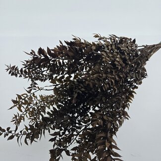 Dutch Dried Brown preserved Ruscus dried flowers | Length ± 65 centimetres | Weight ± 100 grams