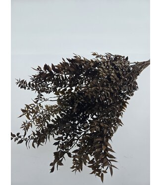Dutch Dried Braune konservierte Ruscus Trockenblumen | Länge ± 65 Zentimeter | Gewicht ± 100 Gramm