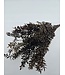 Brown preserved Ruscus dried flowers | Length ± 65 centimetres | Weight ± 100 grams