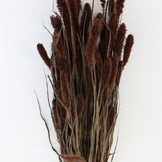 Dutch Dried Setaria séchée brune | Longueur ± 70 centimètres | Poids ± 150 grammes