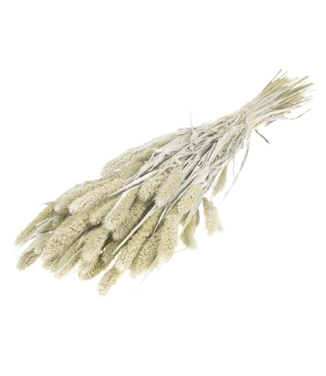 White Misty Setaria dried flowers | Length ± 70 centimetres | Weight ± 150 grams