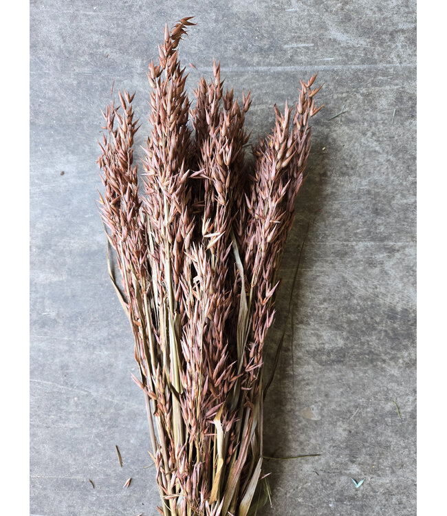 Braune Avena Hafer Trockenblumen | Länge ± 70 Zentimeter | Gewicht 150 Gramm