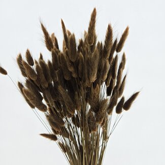 Dolce Vita Brown Lagurus dried flowers | Length ± 65 centimetres | Weight ± 100 grams