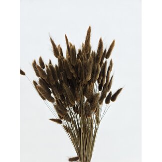 Dolce Vita Bruine Lagurus droogbloemen | Lengte ± 65 centimeter | Gewicht ± 100 gram