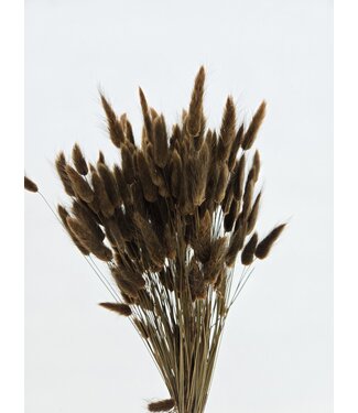Dolce Vita Bruine Lagurus droogbloemen | Lengte ± 65 centimeter | Gewicht ± 100 gram
