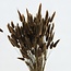 Brown Lagurus dried flowers | Length ± 65 centimetres | Weight ± 100 grams