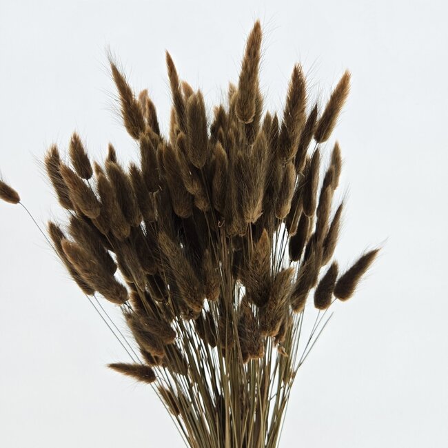 Brown Lagurus dried flowers | Length ± 65 centimetres | Weight ± 100 grams