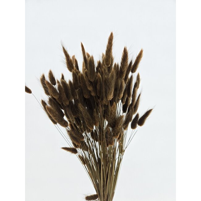 Bruine Lagurus droogbloemen | Lengte ± 65 centimeter | Gewicht ± 100 gram