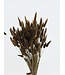 Brown Lagurus dried flowers | Length ± 65 centimetres | Weight ± 100 grams