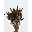 Brauner Lagurus Trockenblumen | Länge ± 65 Zentimeter | Gewicht ± 100 Gramm