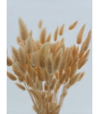 Dolce Vita Lachsfarbene Lagurus Trockenblumen | Länge ± 65 Zentimeter | Gewicht ± 100 Gramm