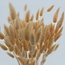 Salmon-coloured Lagurus dried flowers | Length ± 65 centimetres | Weight ± 100 grams