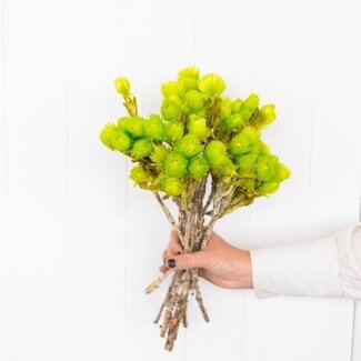 Dutch Dried Limegroene Kaaps Everlasting droogbloemen | Lengte ± 40 centimeter | Gewicht ± 50 gram