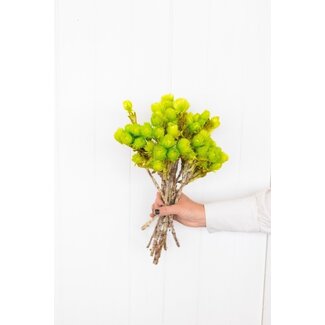 Dutch Dried Lime Green Cape Everlasting Dried Flowers | Length ± 40 centimetres | Weight ± 50 grams