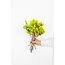 Limonengrüne Kap-Everlasting Trockenblumen | Länge ± 40 Zentimeter | Gewicht ± 50 Gramm
