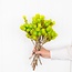 Lime Green Cape Everlasting Dried Flowers | Length ± 40 centimetres | Weight ± 50 grams