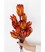 Rote - orange Protea Pendula Trockenblumen | Länge ± 45 Zentimeter | Pro 15 Zweige