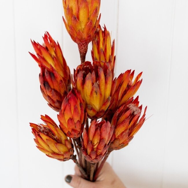 Red - Orange Protea Pendula Dried Flowers | Length ± 45 centimetres | Per 15 stems