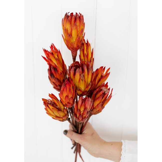 Rood - oranje Protea Pendula droogbloemen | Lengte ± 45 centimeter | Per 15 takken