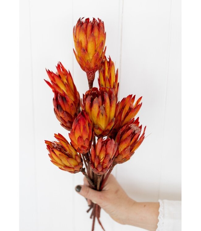 Red - Orange Protea Pendula Dried Flowers | Length ± 45 centimetres | Per 15 stems
