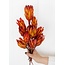 Rood - oranje Protea Pendula droogbloemen | Lengte ± 45 centimeter | Per 15 takken