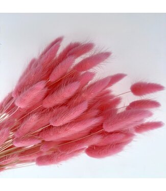 Dolce Vita Rosa Lagurus Trockenblumen | Länge ± 65 Zentimeter | Gewicht ± 100 Gramm