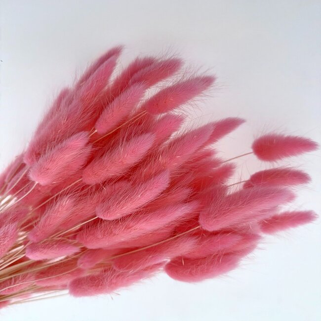 Roze Lagurus droogbloemen | Lengte ± 65 centimeter | Gewicht ± 100 gram