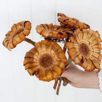 Dutch Dried Natur Braun Protea Magnifica Trockenblumen | Länge ± 35 Zentimeter | Pro 5 Zweige