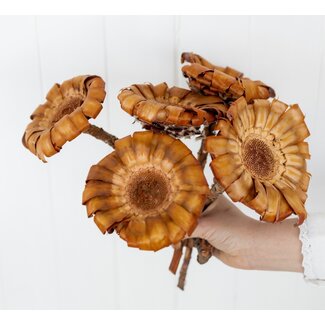 Dutch Dried Naturel Bruine Protea Magnifica droogbloemen | Lengte ± 35 centimeter | Per 5 takken
