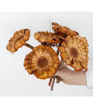 Dutch Dried Protea Magnifica séchées naturelles | Longueur ± 35 centimètres | Par 5 tiges