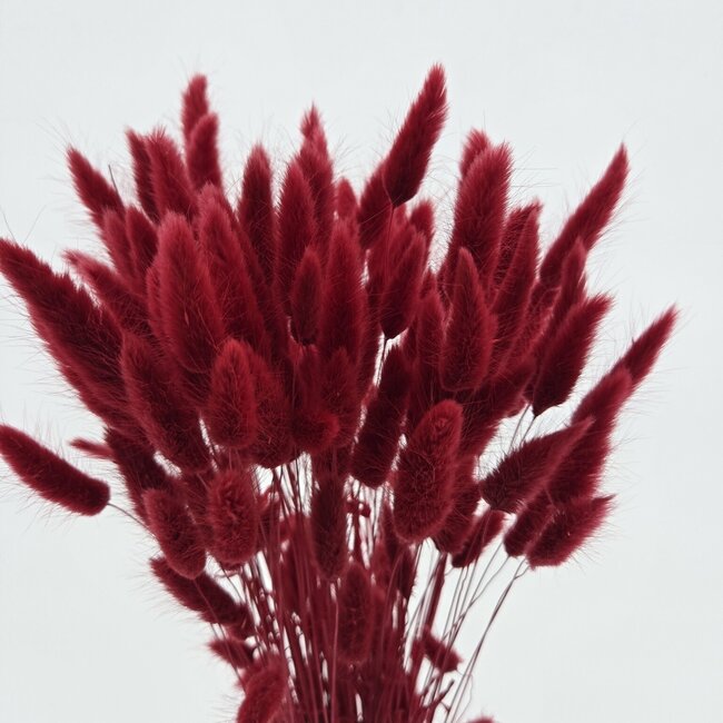 Ruby-rode Lagurus droogbloemen | Lengte ± 65 centimeter | Gewicht ± 100 gram